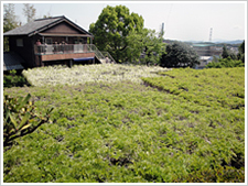 吉祥寺・大藤棚